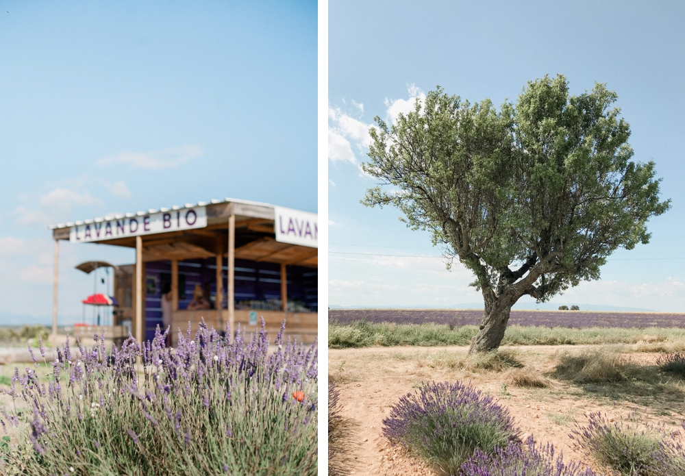 Where to see the Lavender Fields of Provence
