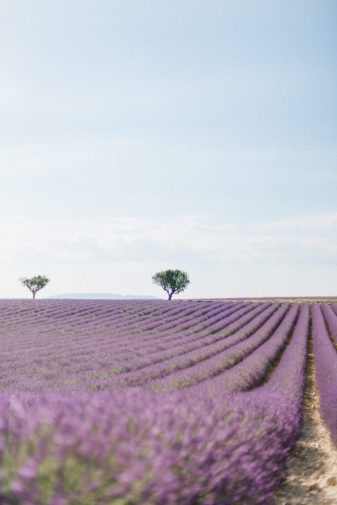 Provence Lavender Fields Photo