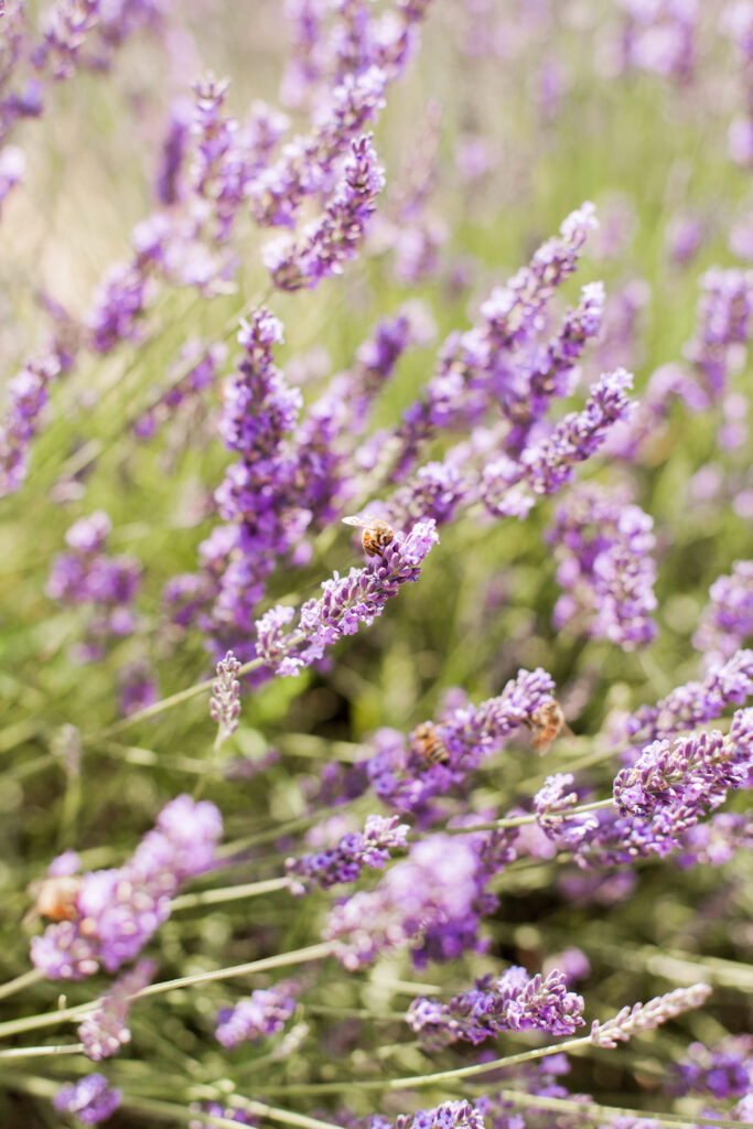 Provence Lavender Fields Photographer