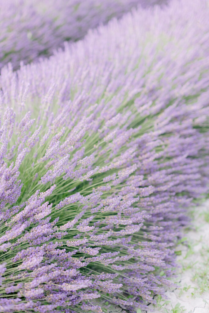 Provence Lavender Photo