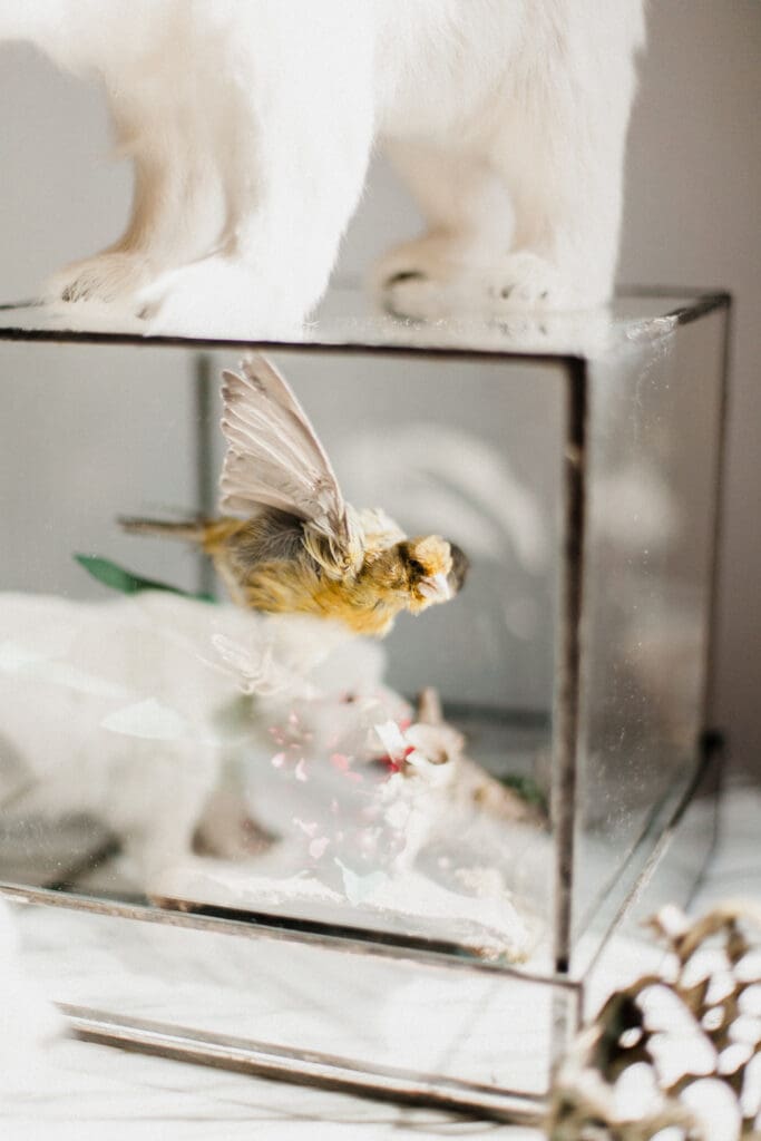 Vintage Taxidermy at Escape to the Chateau