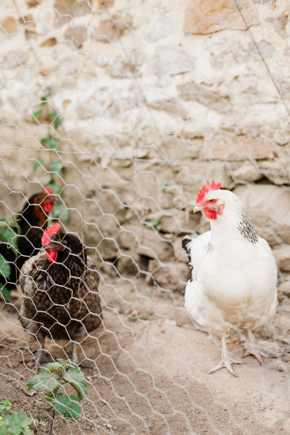 Chickens at Chateau de la Motte Husson