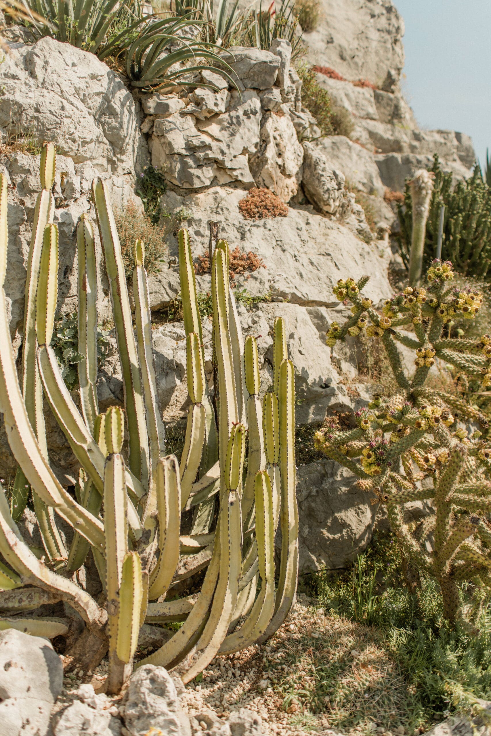 Cactus in the exotic gardens in Eze