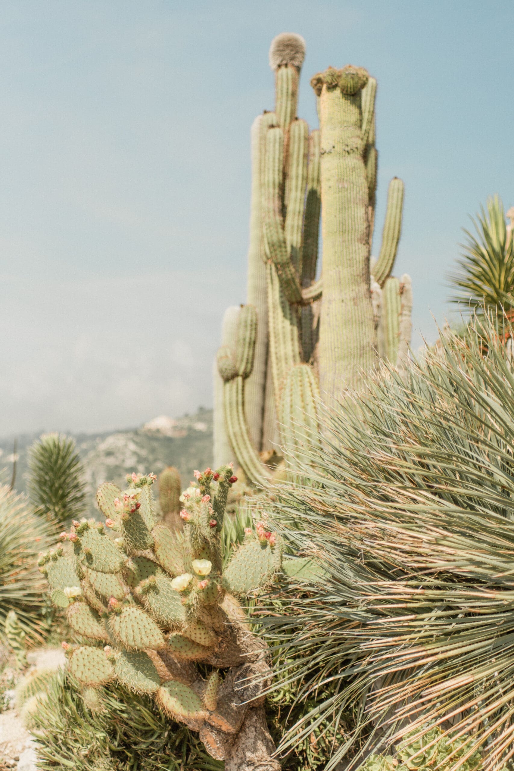 The exotic gardens in Eze